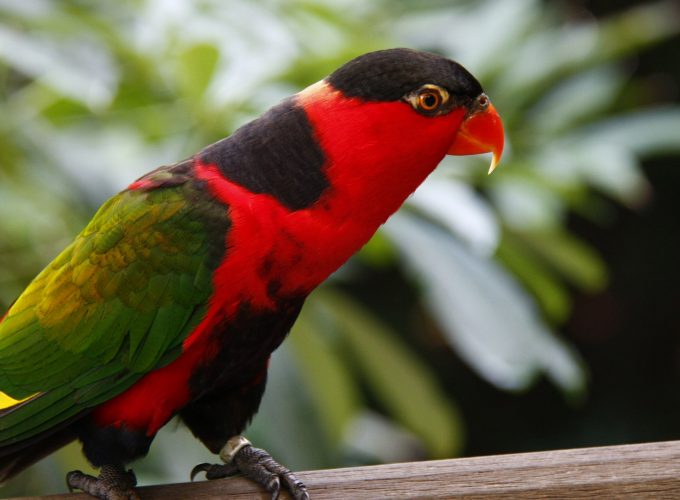 Wallpaper Parrot, Jurong Bird Park, tourism, bird, animal, nature, red, green, Animals 2557317730